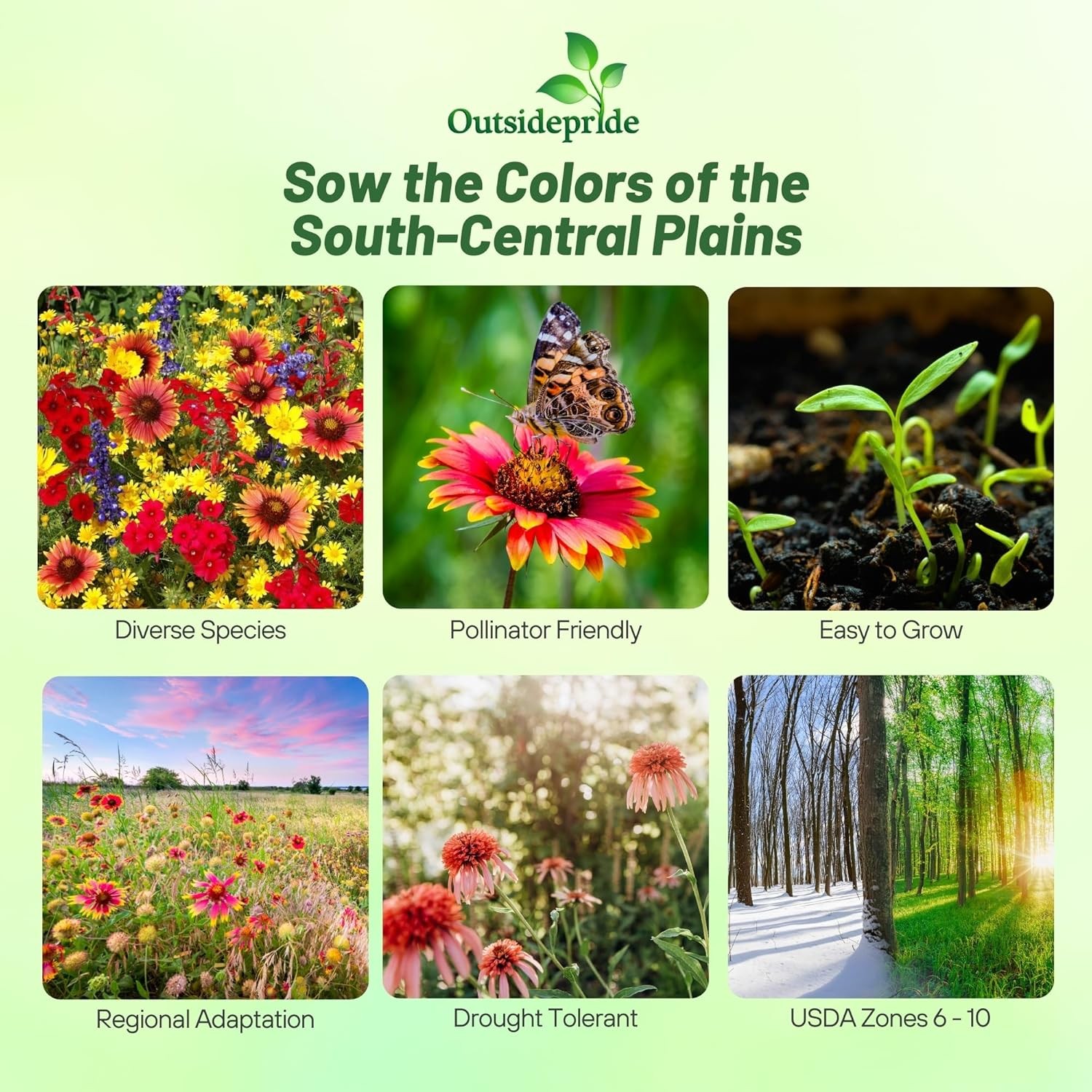 1 LB Texas and Oklahoma Wildflower Seed Mixes For Planting Outdoors