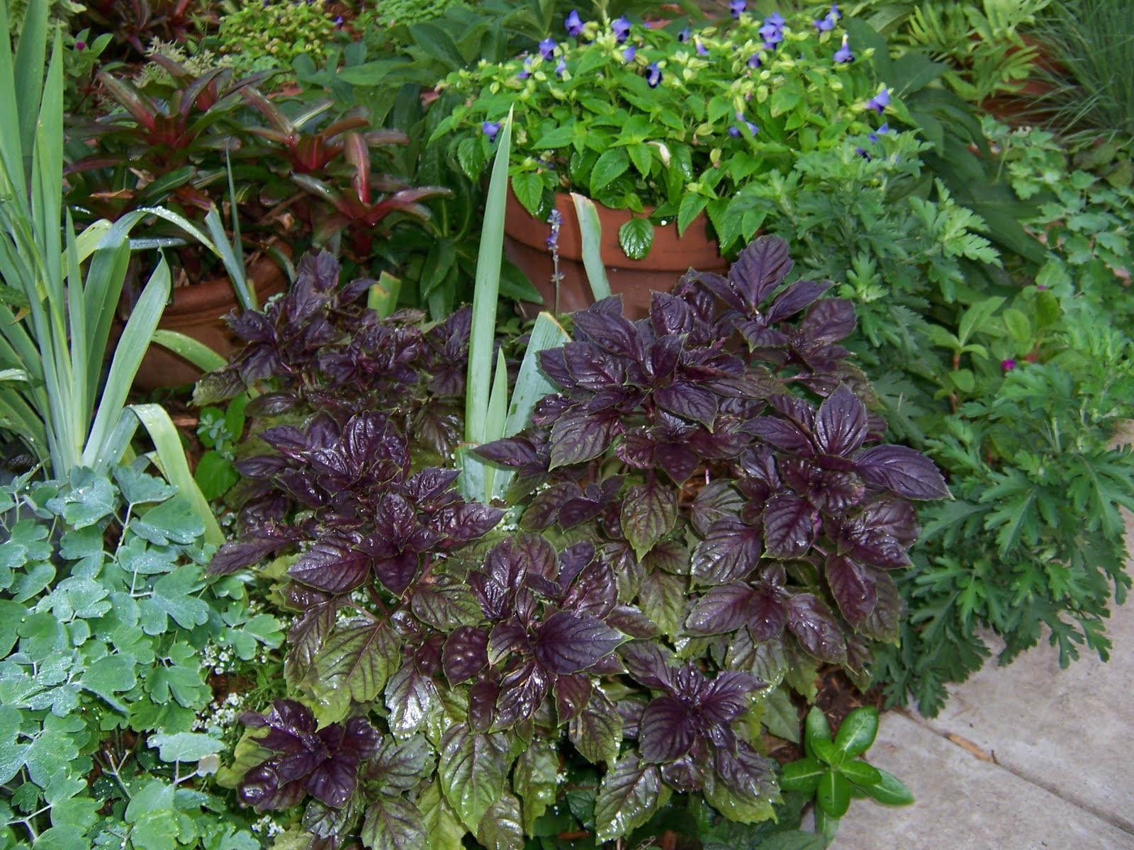 300+ seeds PURPLE DARK OPAL BASIL Ocimum basilicum ‘Dark Opal’