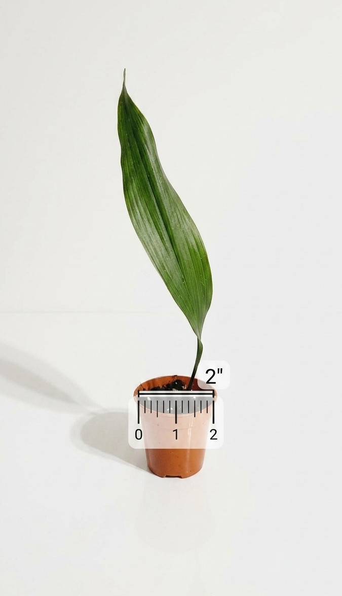 Dwarf Cast Iron Plant Aspidistra Elatior Live Indoor Easy Care Hardy Houseplant