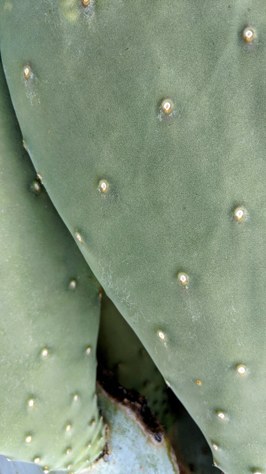 1lb Spineless Prickly Pear Opuntia Cactus From Arizona (1lb includes packaging)