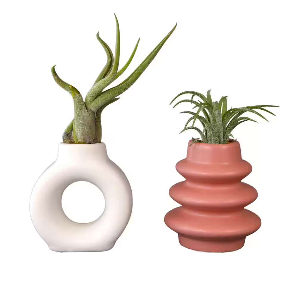 3 In. Live Air Plant Home Decor (Pet-Safe Houseplants) with White and Terra Cott