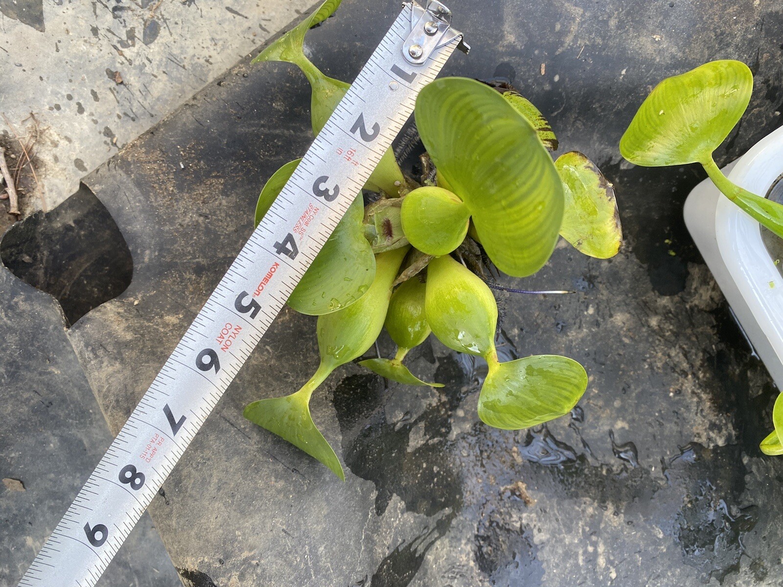 (15) Water Hyacinth Koi Pond Floating Plants Rid Algae LARGE Jumbo Purple 6”