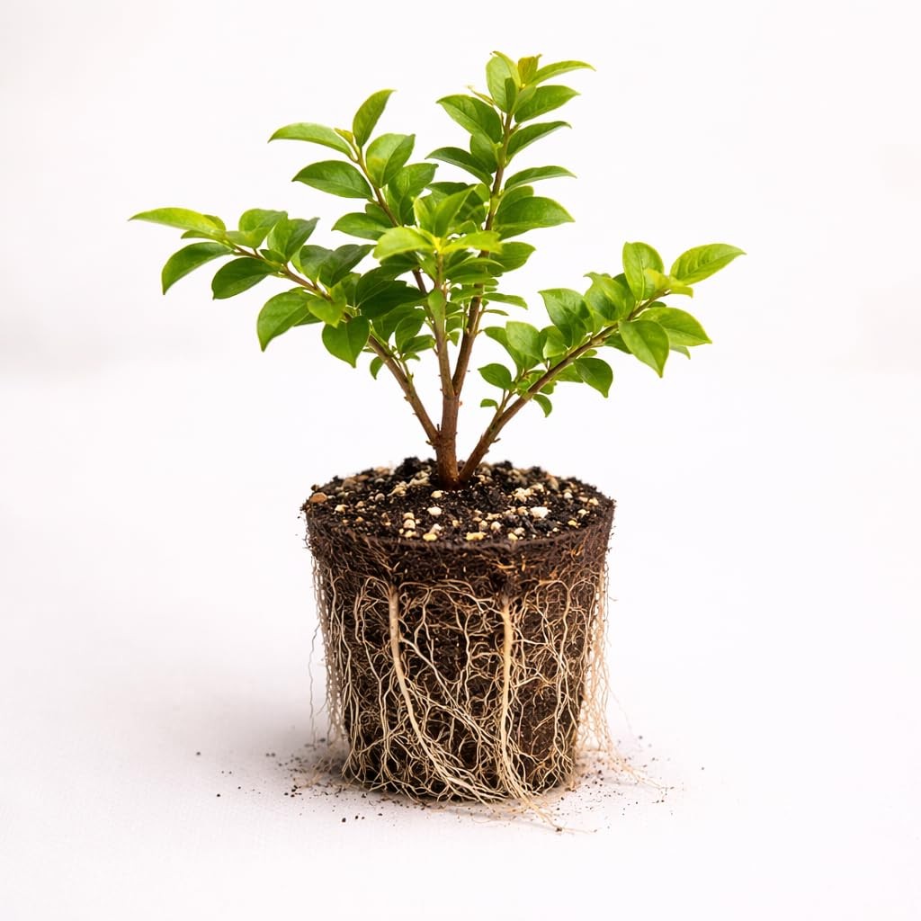 PLANT NOOK Jaboticaba Tree Live Plant Starter Plug | Fruiting Tree for Patio
