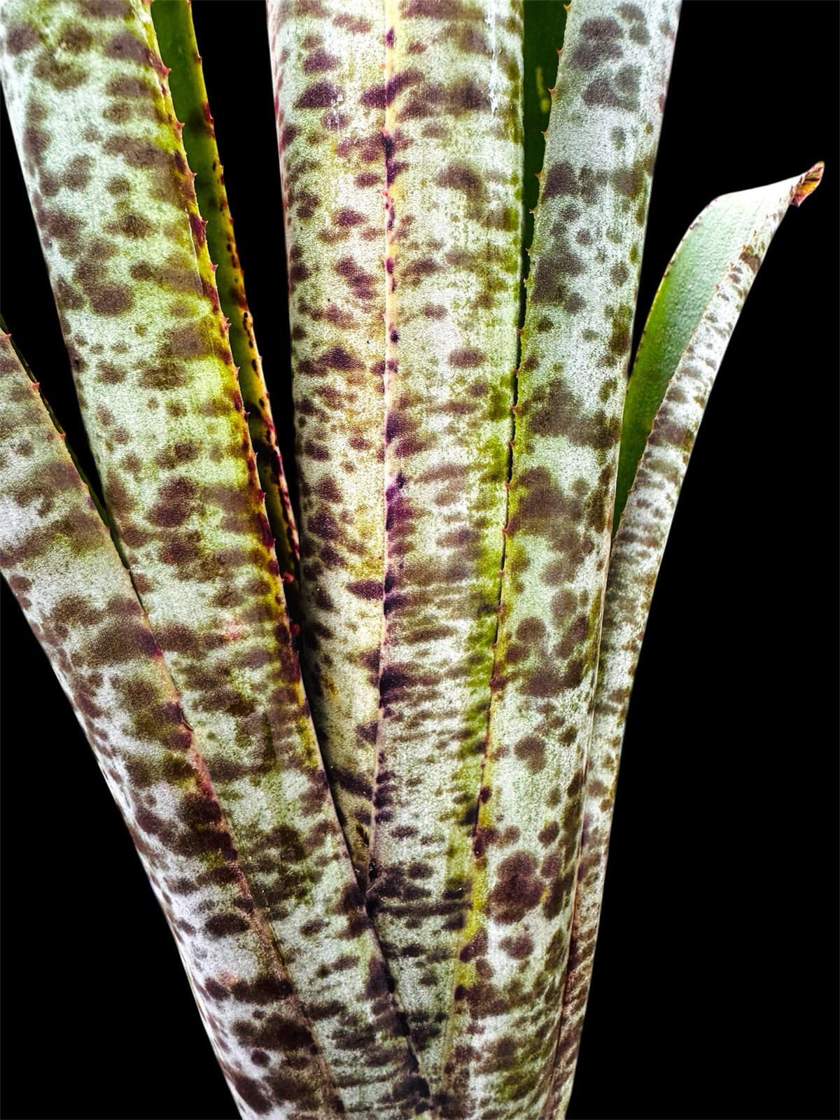 Quesnelia marmorata – Straight Leaf Tips Form (NOT Tim Plowman) Large plant