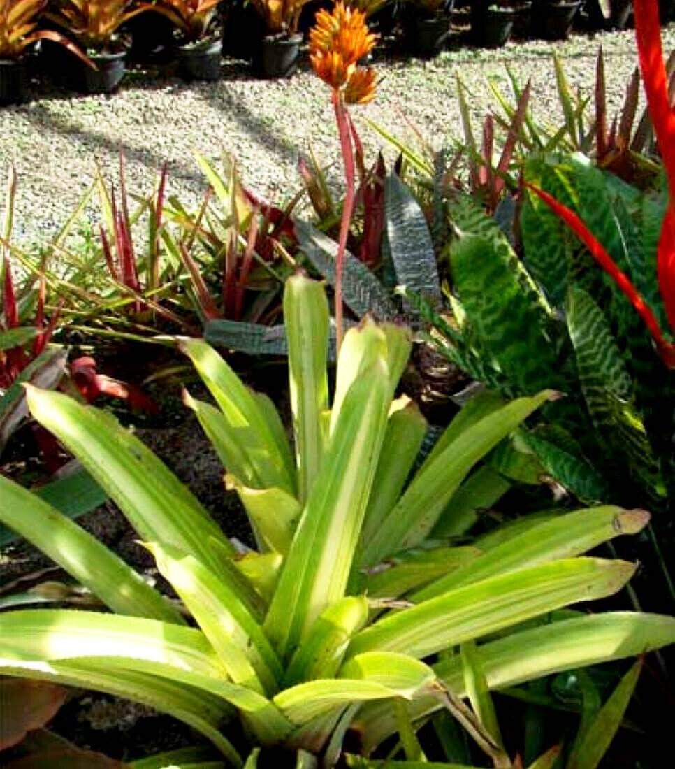 BUY 4 SAVE 15% BROMELIAD Aechmea AQUILEGA VARIEGATED Full Sun – Large Grower