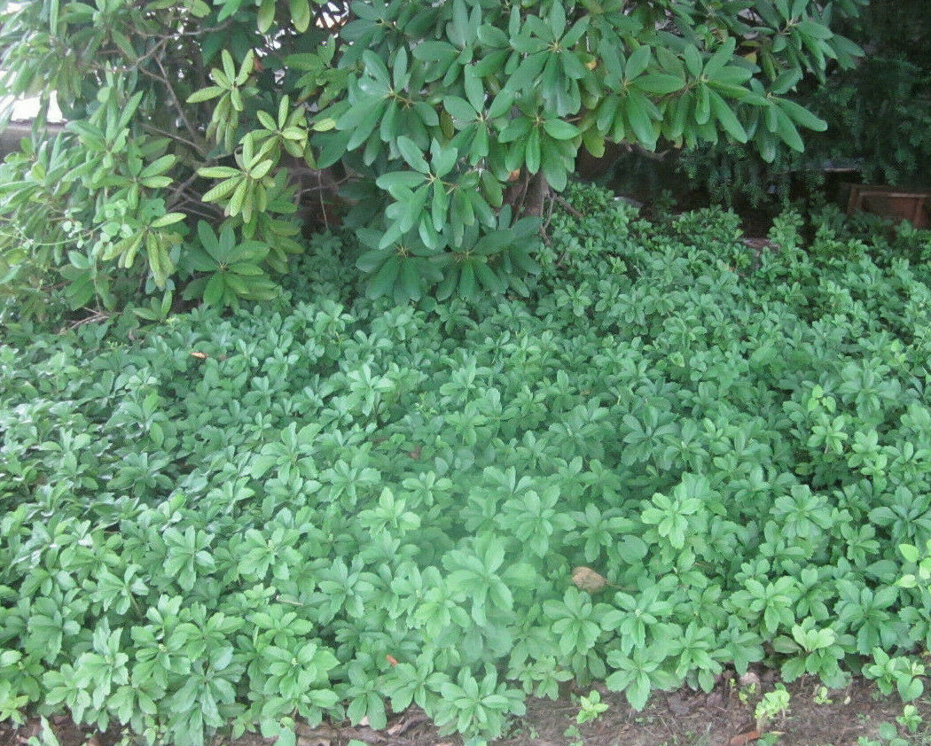 20 Pachysandra Perennial Plants Established Bare Root Old Property No Chemicals