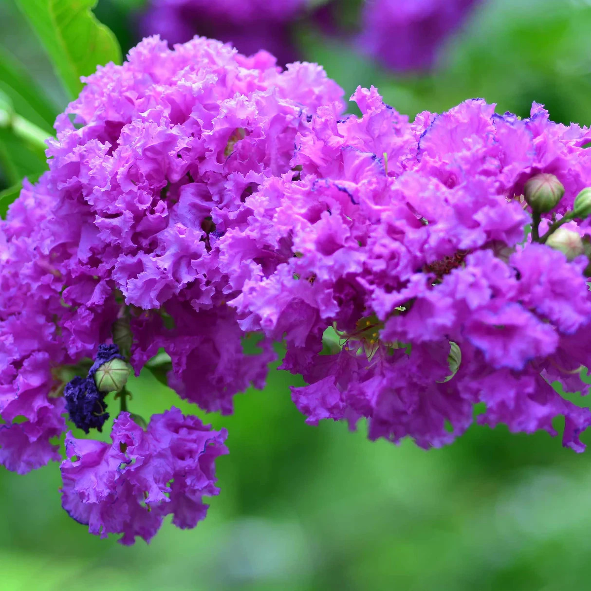 1 Purple Crape Myrtle 12-18″ Bare Root Starter Plant