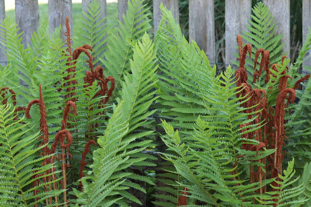 Set 5 Cinnamon Fern Rhizomes – Osmundastrum – Hardy Native Fern – Zones 3–9