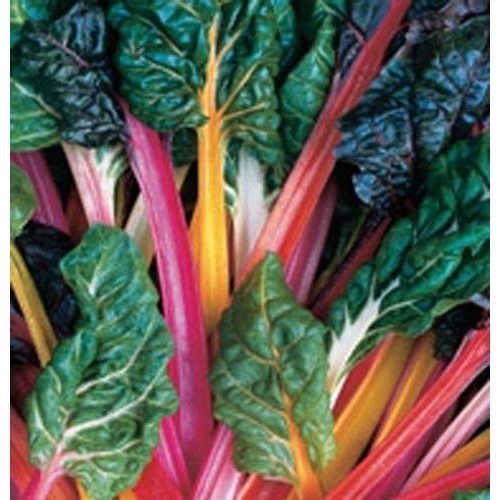Swiss Chard Rainbow Mixture Garden Heirloom Vegetabl By Seed Kingdom 1,500 Seeds