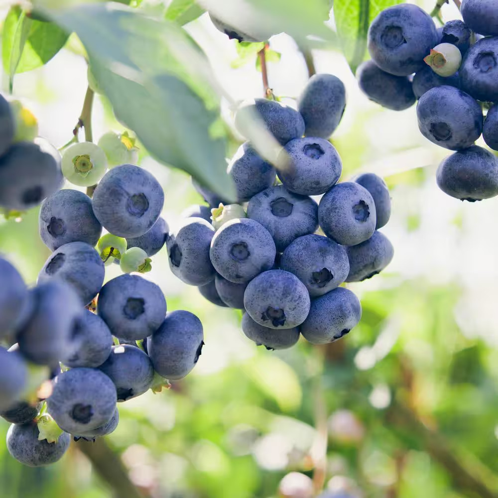 Blueberry Jersey, Live Bare Root Plant (Bag of 1)