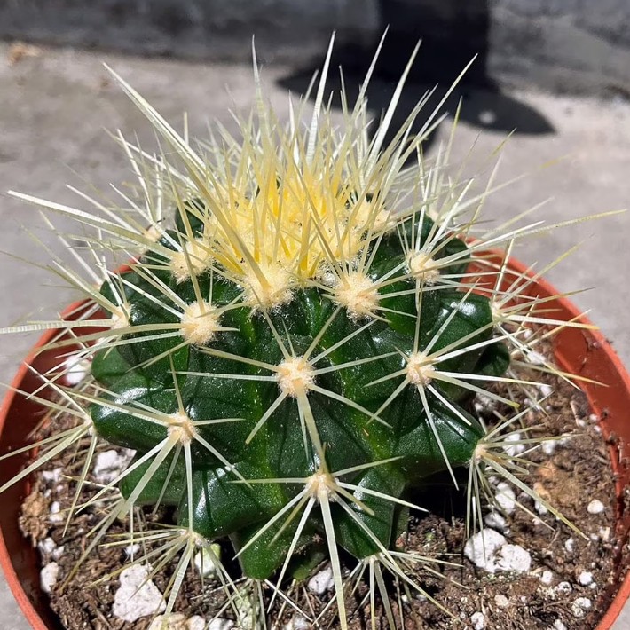Echinocactus Grusonii ‘Golden Barrel Cactus’, Currently in a 4″ Container