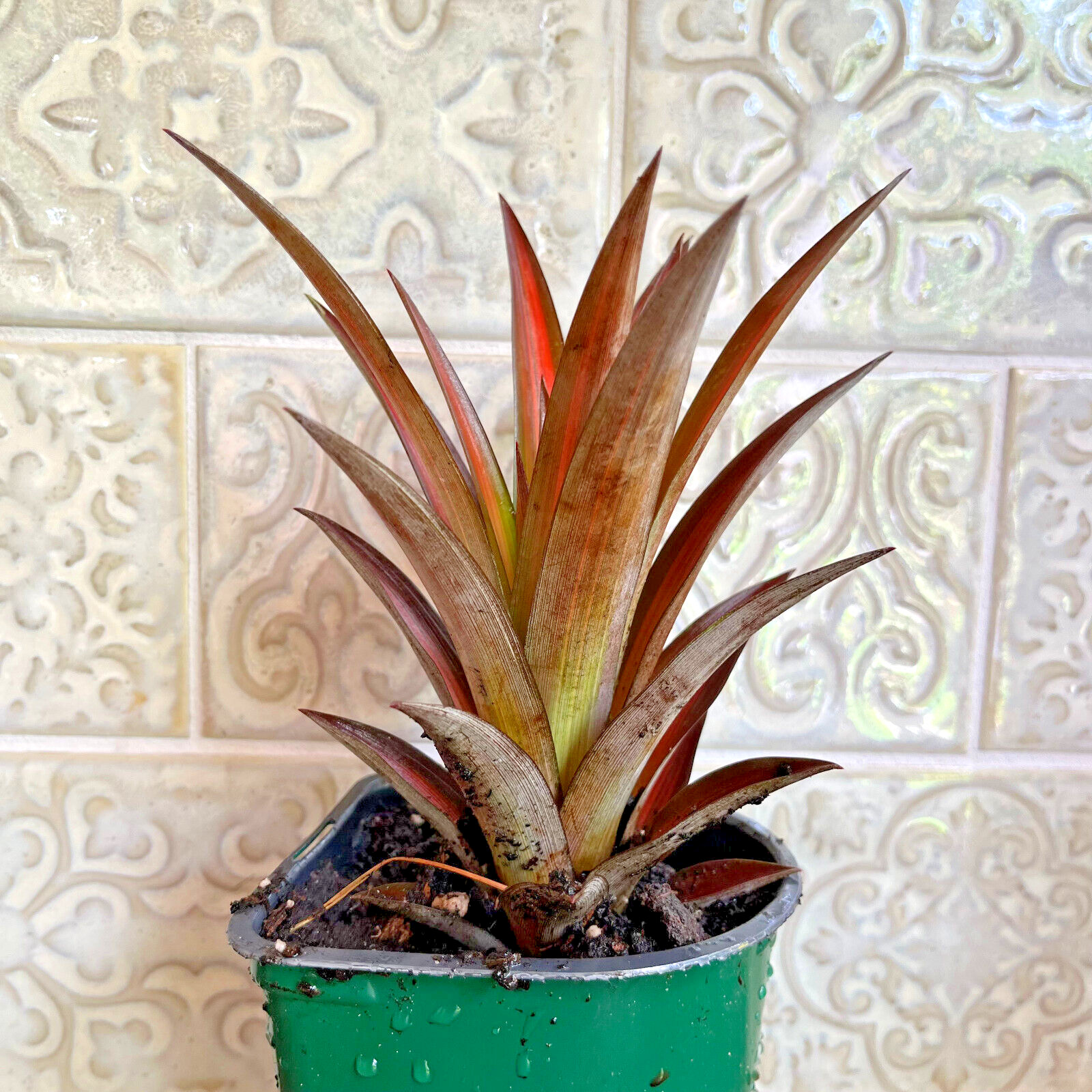 Exotic Red Spineless Mini Decorative Pineapple Ananas Lucidus- FREE Shipping