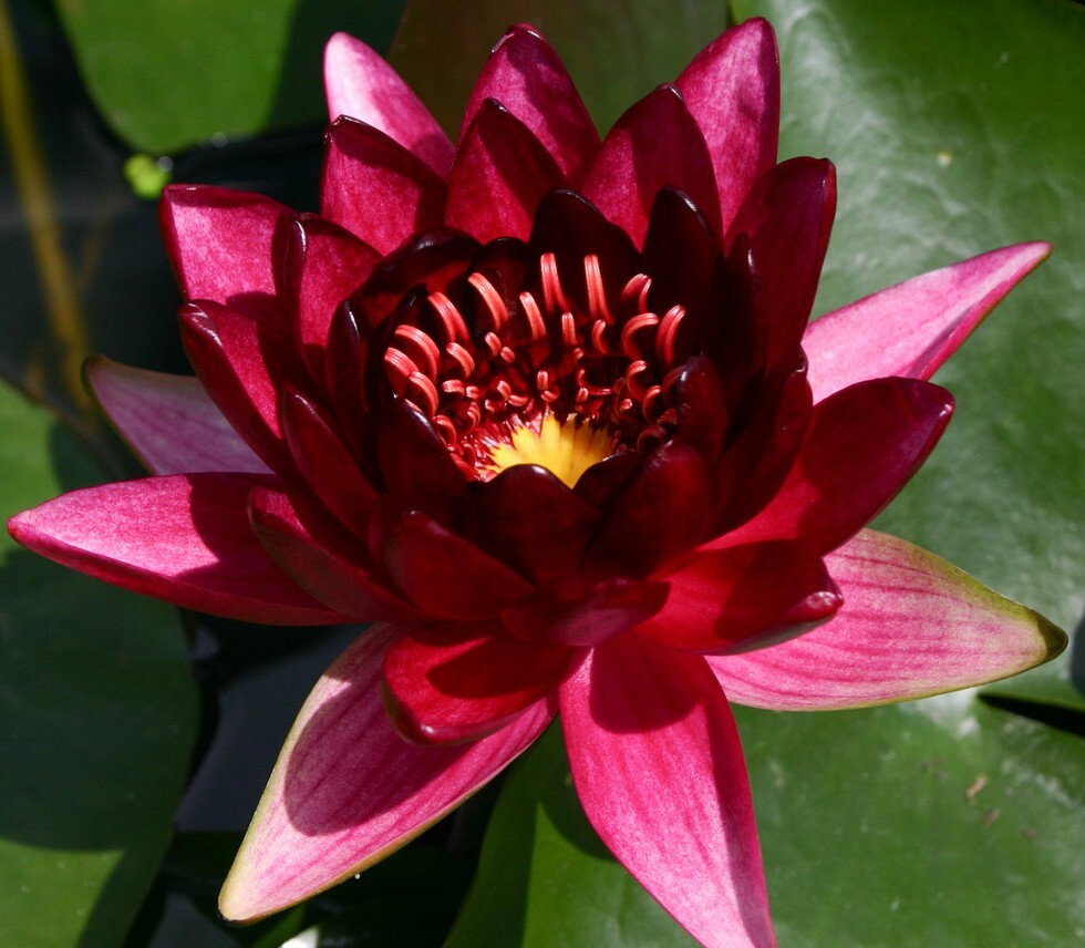 Live Hardy Water Lily Tubers Aquatic Pond Plants Lilies Multiple Colors Avail