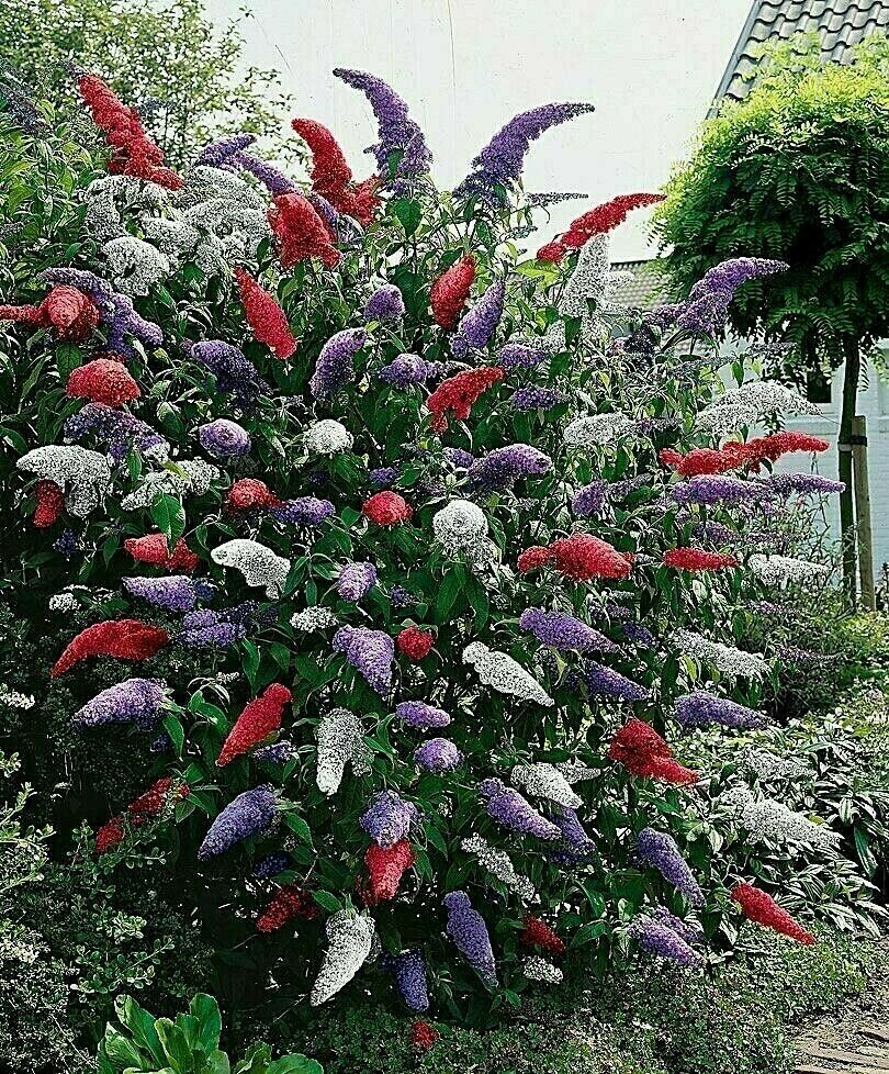 Custom Butterfly Bush Mix Seeds 150 Seeds- Easy to grow -Comb S/H See our store