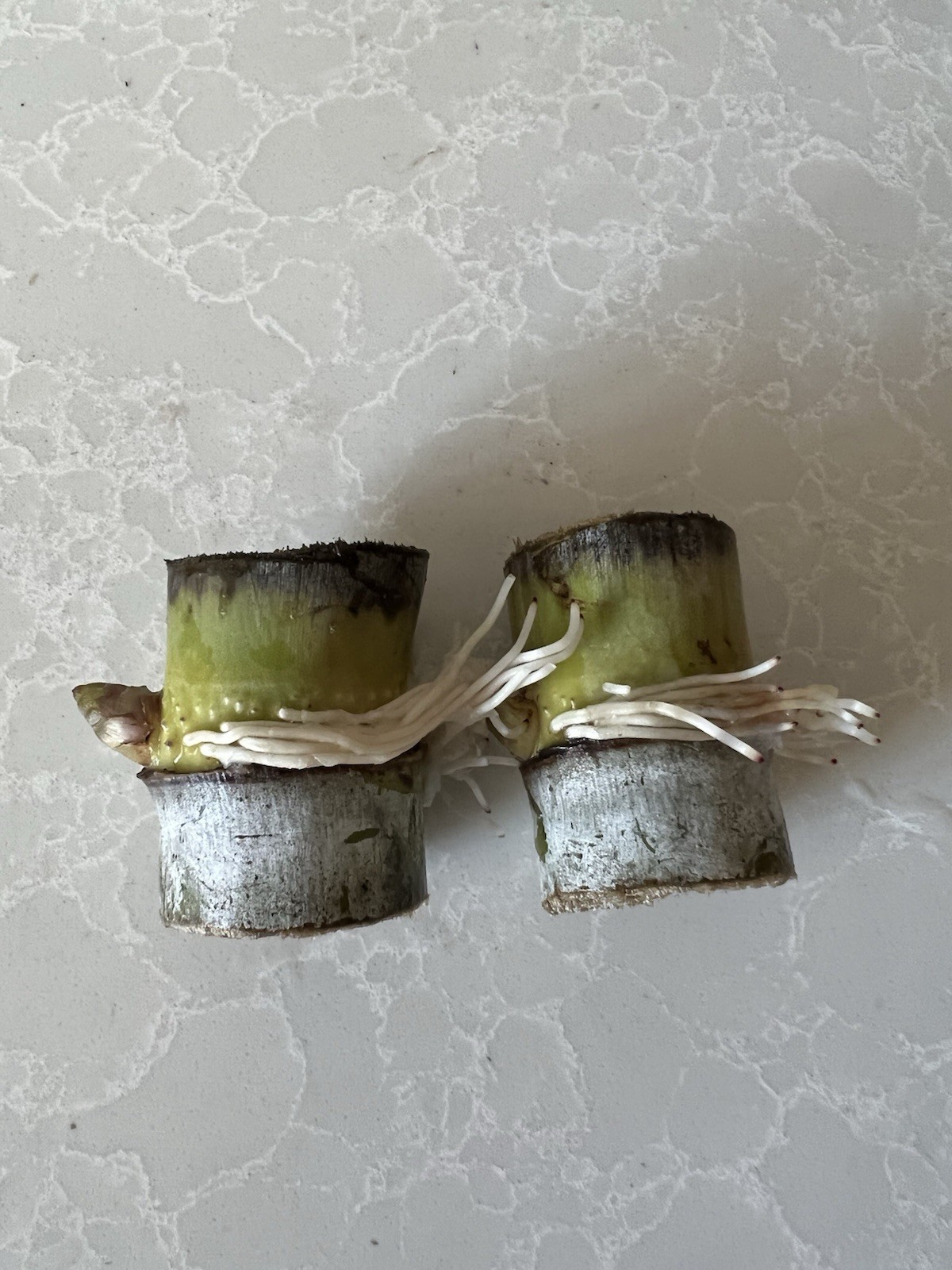 2pcs Sugarcane Cutting Green Yellow Sweet And Juicy Ready To Grow