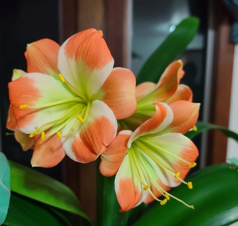 Clivia Compact Hirao cross orange with large green throat white edge 1 plant