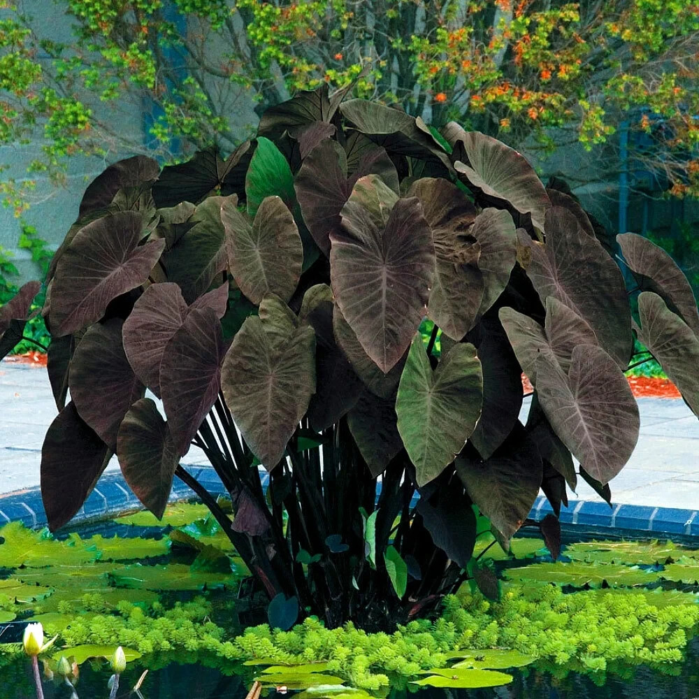 Black Magic – Colocasia esculenta- Elephant Ear – SMALL ROOTED STARTER Plant
