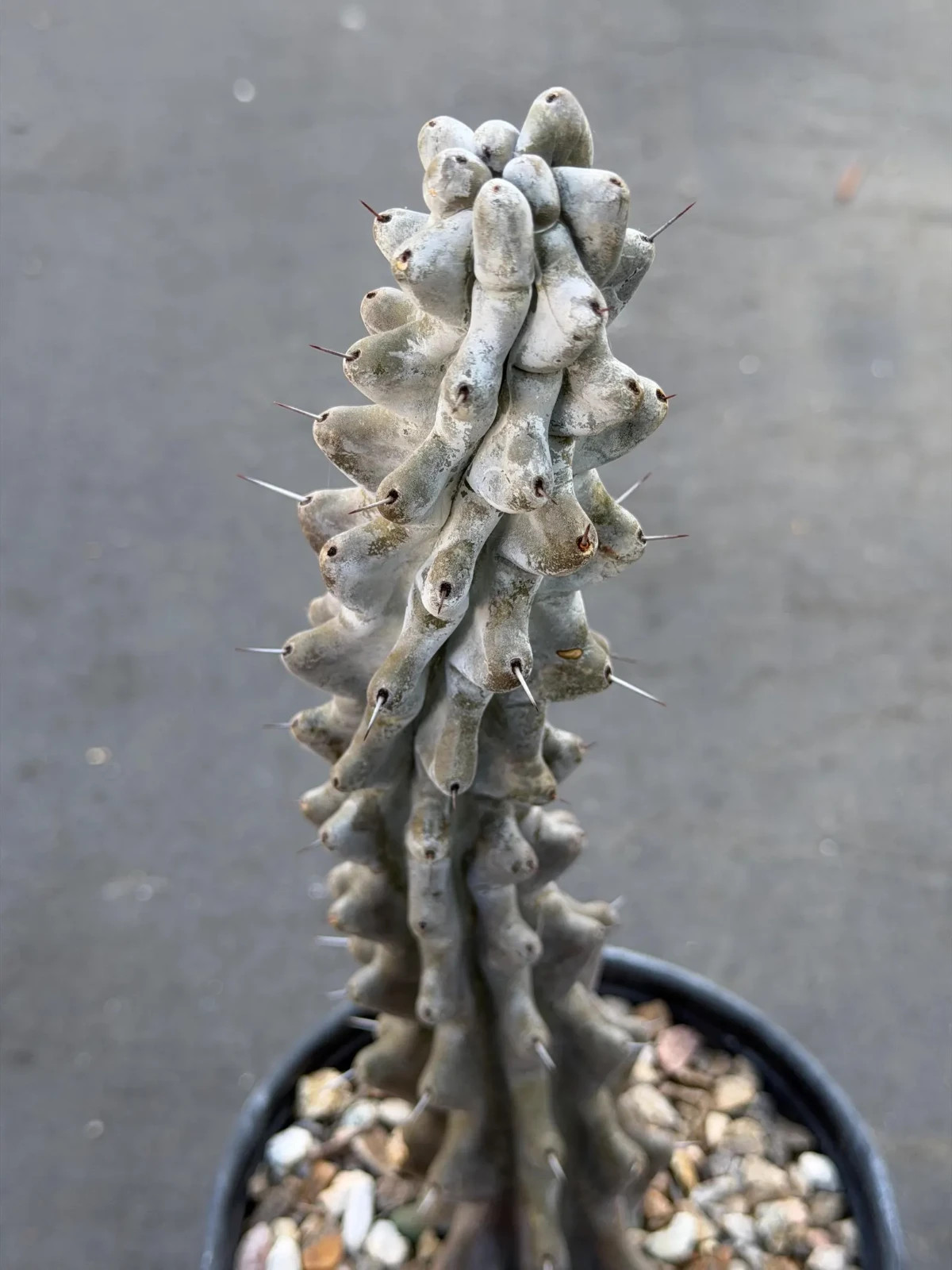 Stenocereus Beneckei Rare Twisting Chalky Gray Specimen Cactus Plant