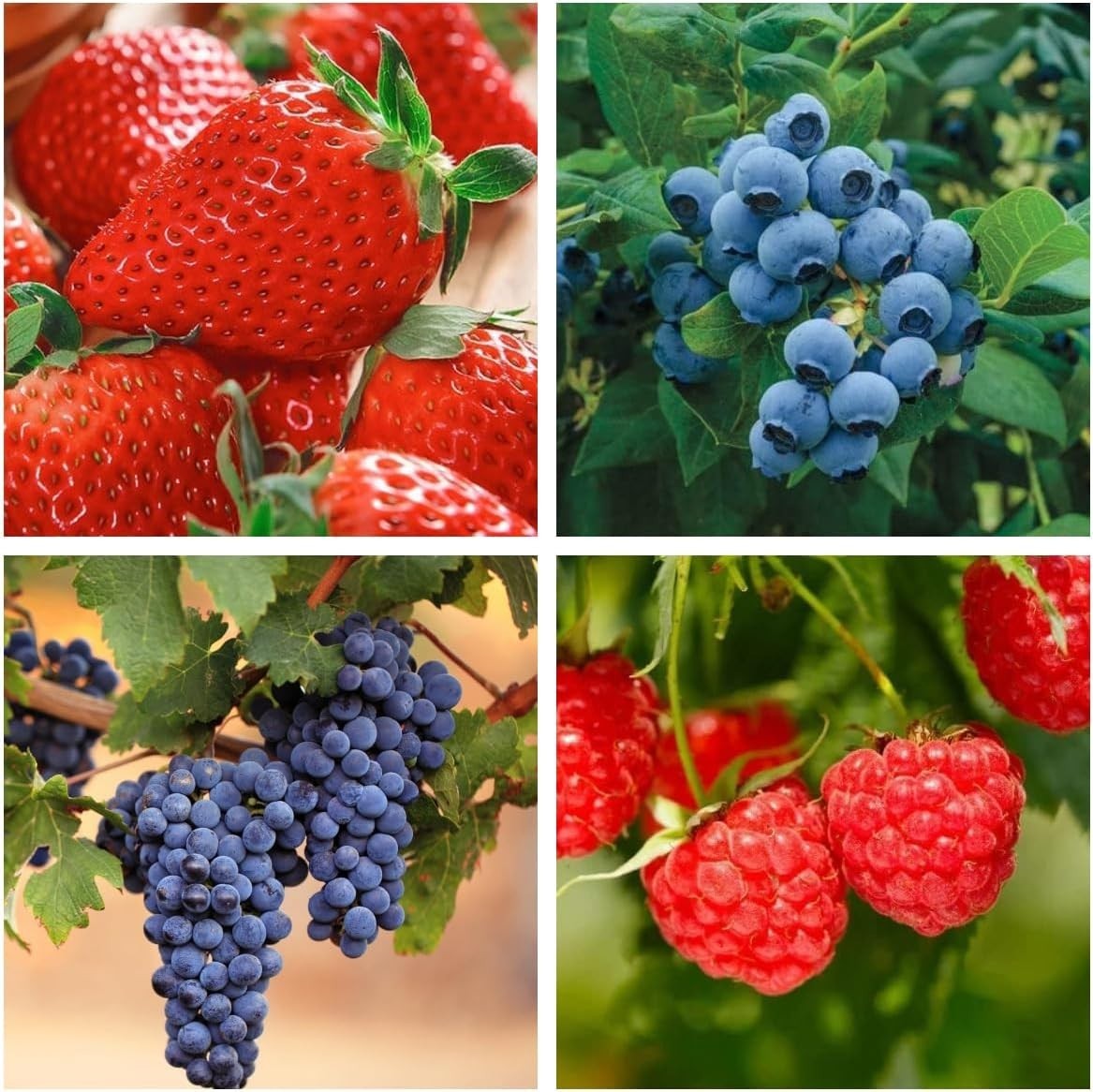 Ultimate 1000+ Fruit Seeds: Non-GMO Strawberry, Raspberry, Blueberry Collection