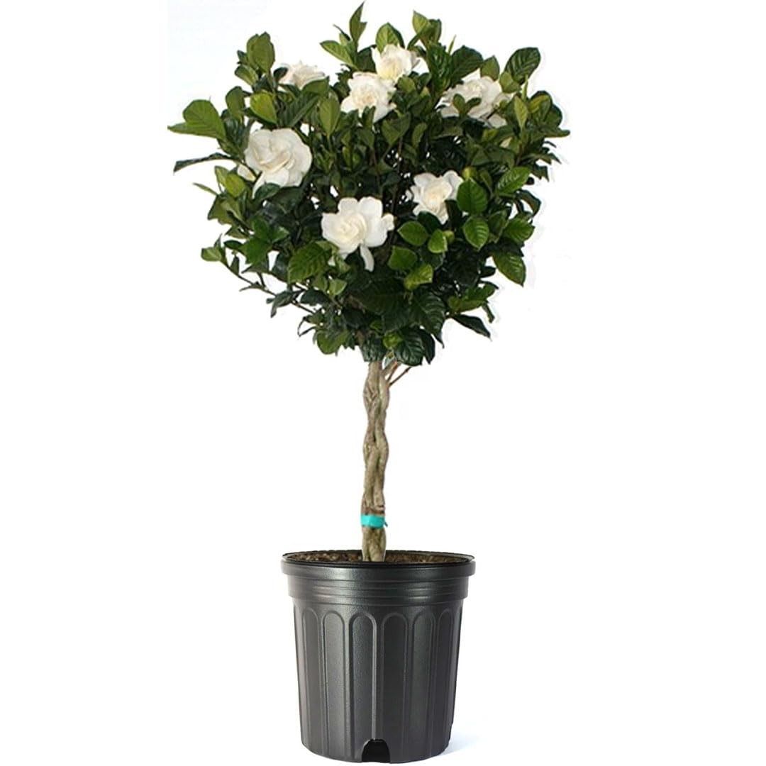 Plant Exchange Gardenia Tree – Live Evergreen in Large 8-Inch Pot, Fragrant W…
