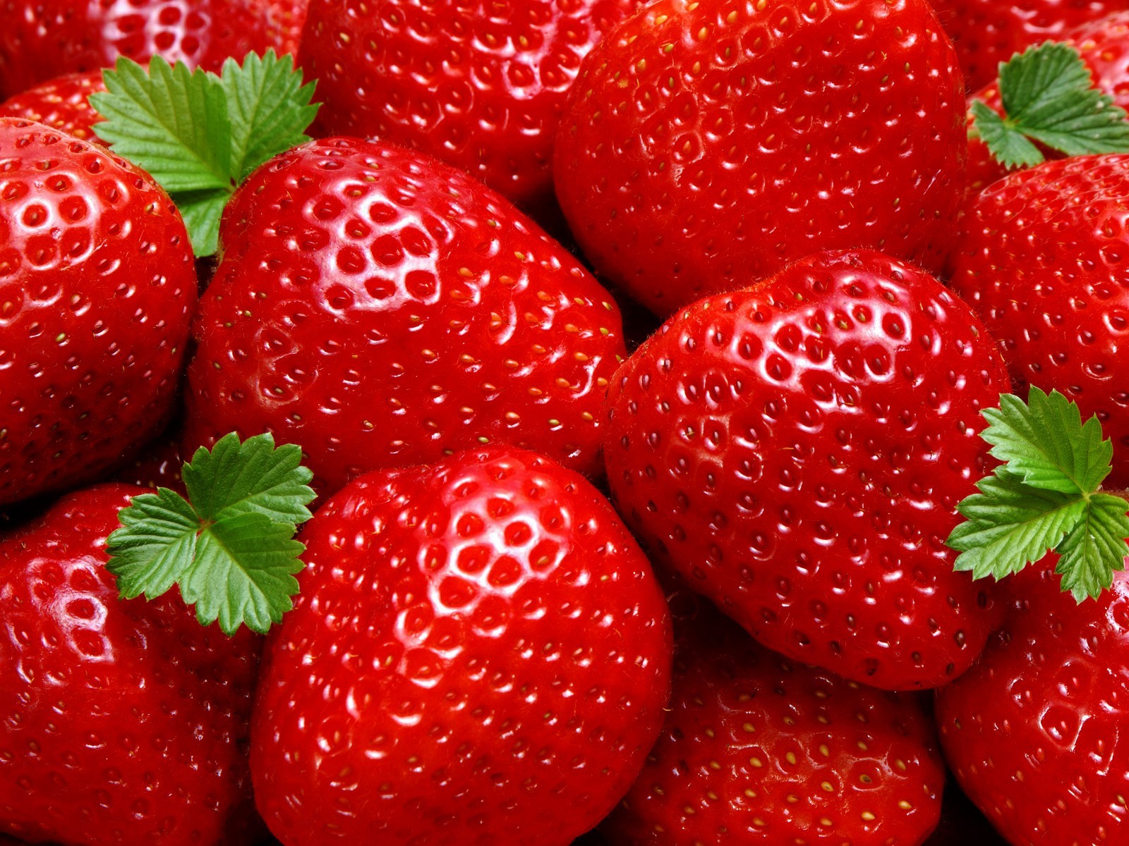 6XL Strawberry Plants “Ozark Beauty” Everbearing(Pack of 6XL Bare Root) Zone 4-9