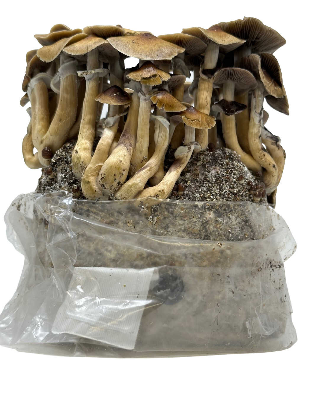 Maitake (Hen of the Woods) Indoor Mushroom Grow Kit Ready to Grow! 5 Pound