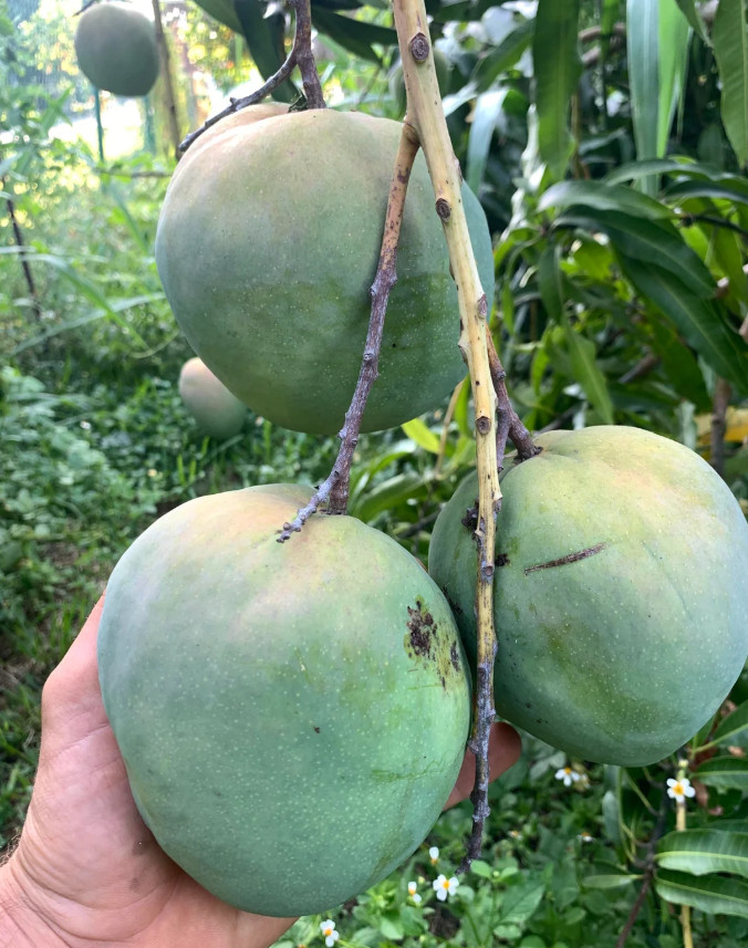 Live Venus Mango Tree – 3 Gal Pot – Grafted Tropical Fruit Tree – No Ship to CA