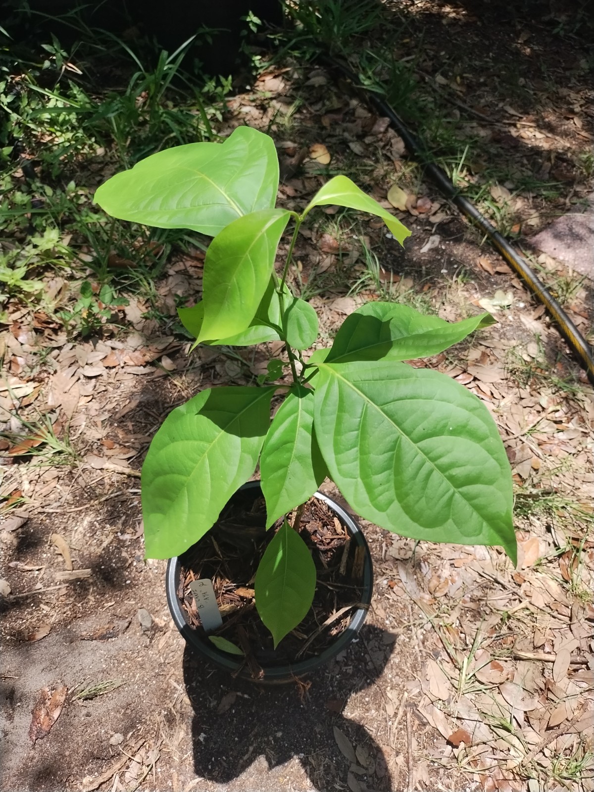Rare South American Vine, Banisteriopsis C. Plant #2