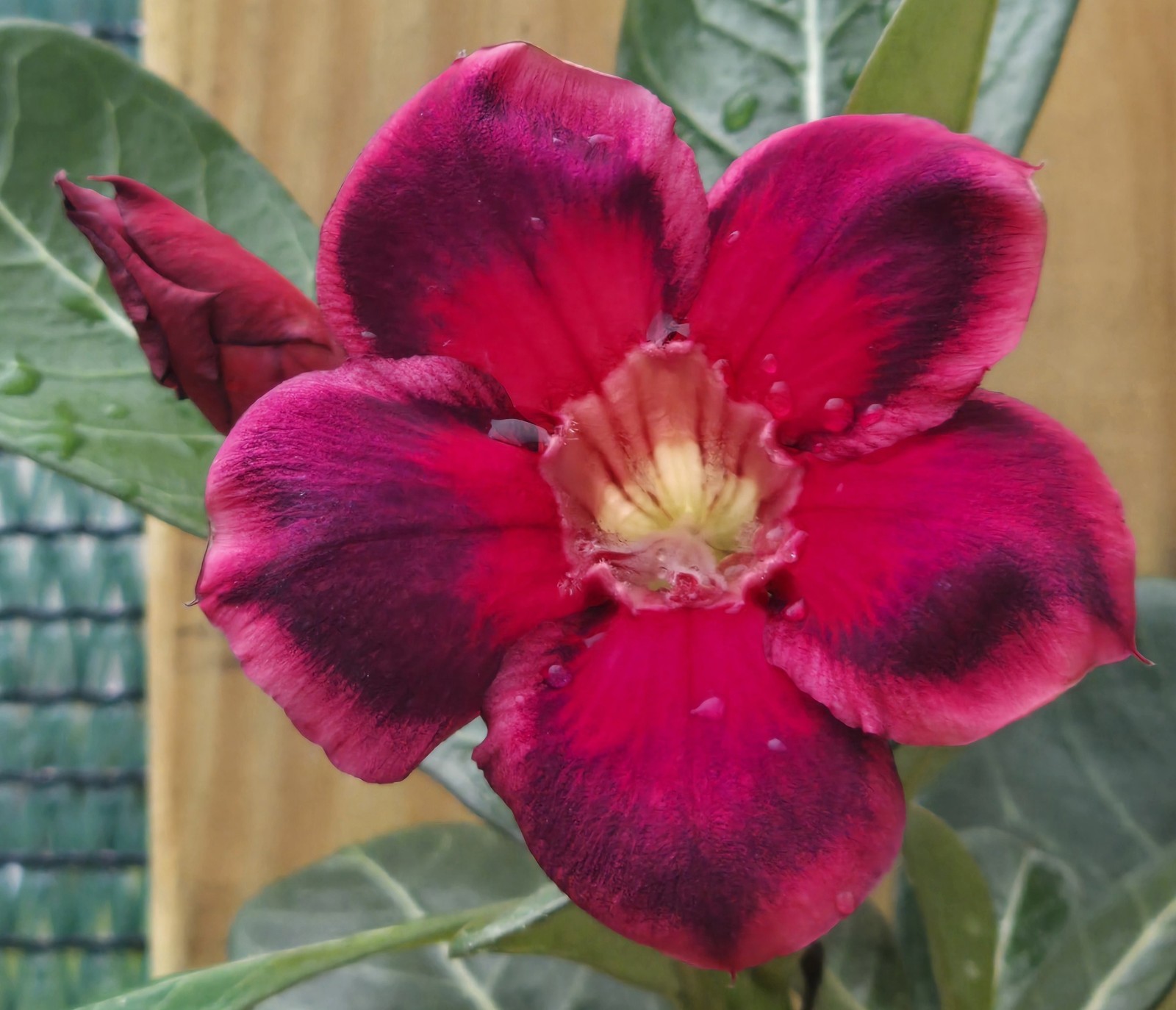 B104: Exotic Desert Rose Plant/ Adenium/ Rosa del Desierto/ Original from Seed