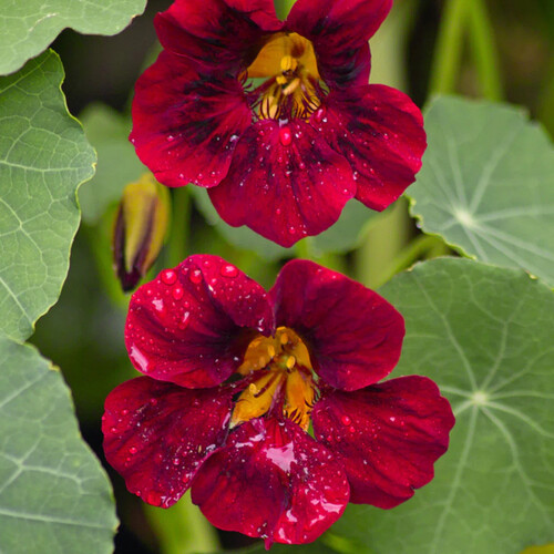 Black Velvet Nasturtium Seeds | 10 – 100 Seeds | Non-GMO | Free Shipping | 1296
