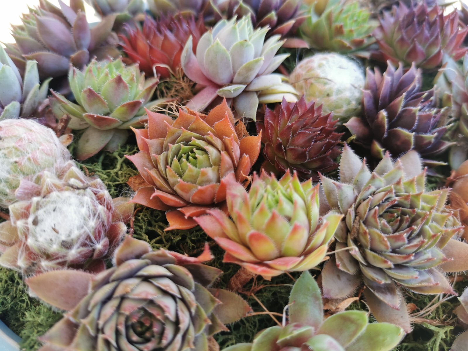 Succulents 9 varieties Hen and Chick Sempervivum Indoor Outdoor Cold Hardy