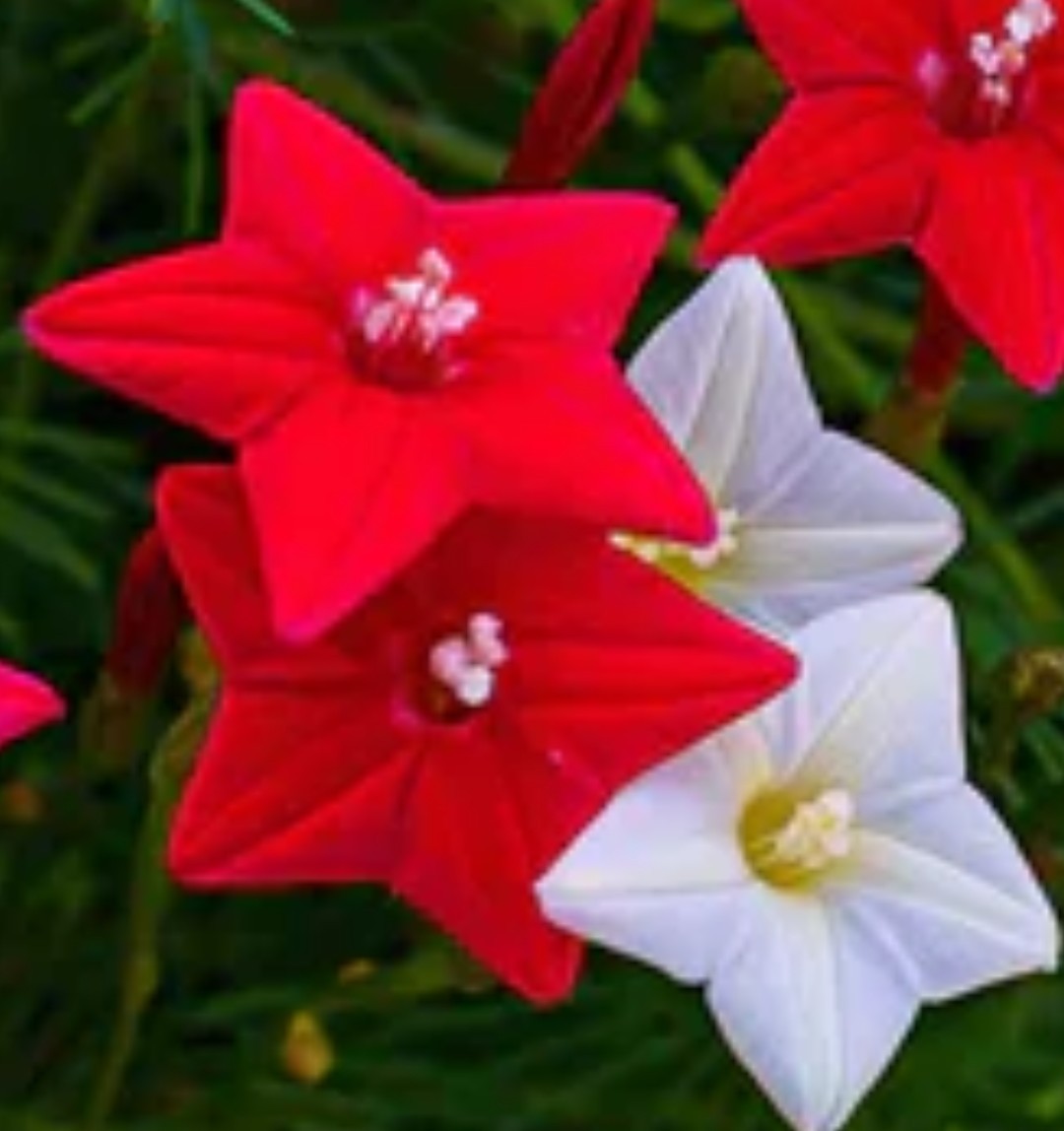 75+ Cypress Vine Mix Seeds **Fresh Seeds** ~~Free Shipping~~