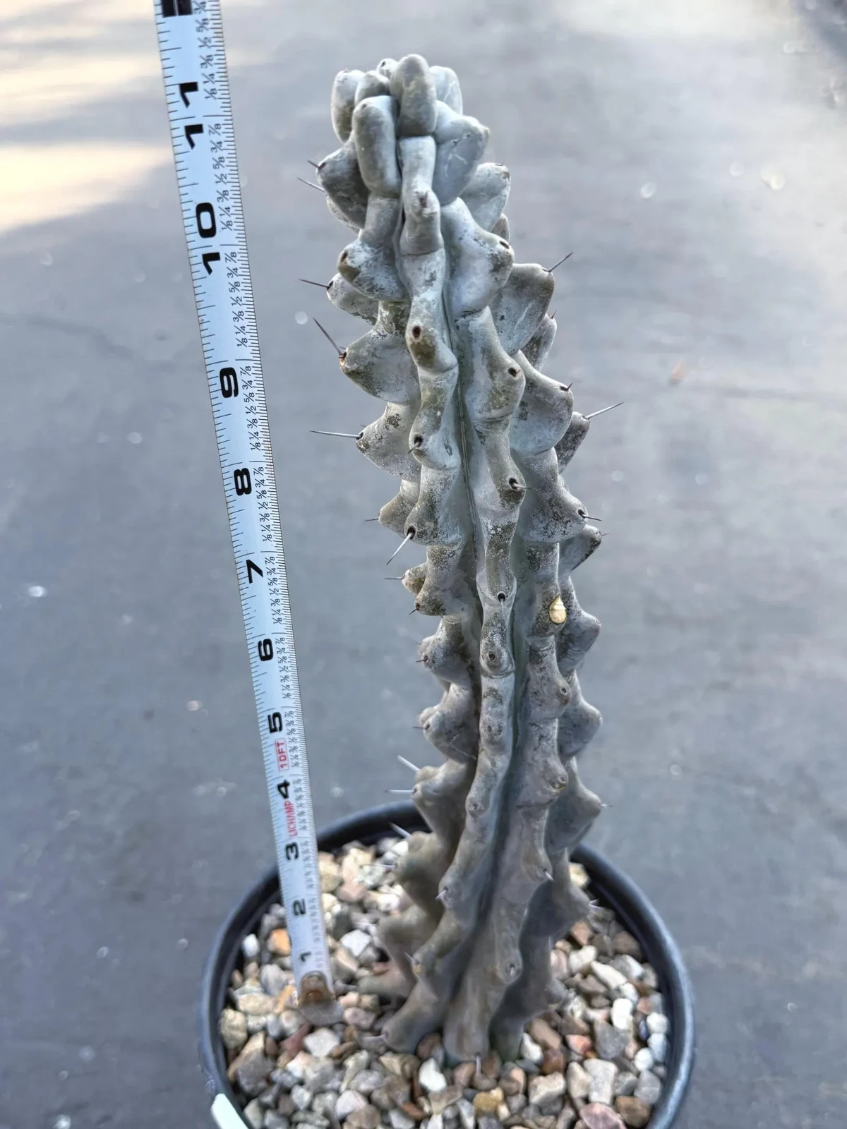 Stenocereus Beneckei Rare Twisting Chalky Gray Specimen Cactus Plant