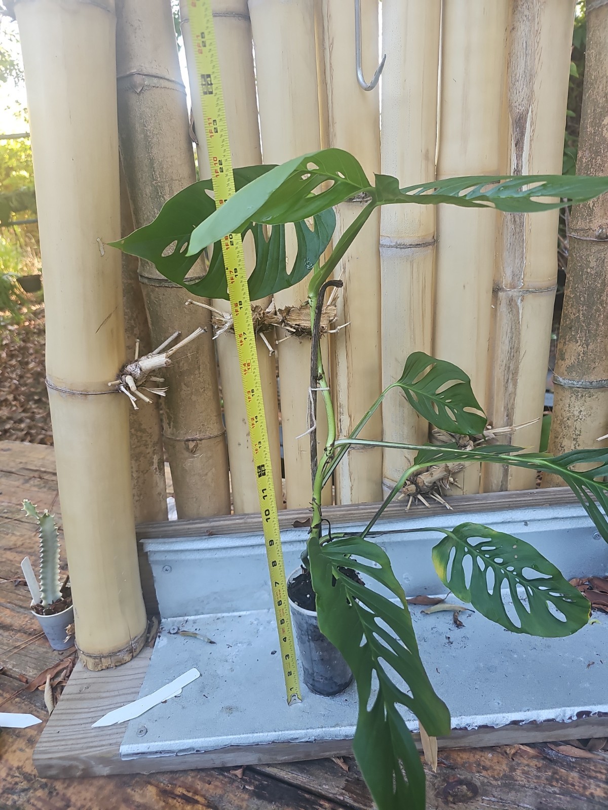 Monstera Adansonii Large Matured Top cutting rooted Live Plant W/ Flower