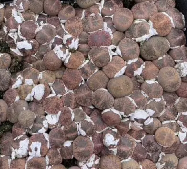 Lithops aucampiae mix 100seeds
