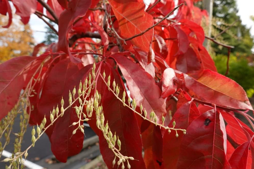Live Sourwood Plant – Quart Pot – Oxydendrum Arboreum Tree for Garden & Patio