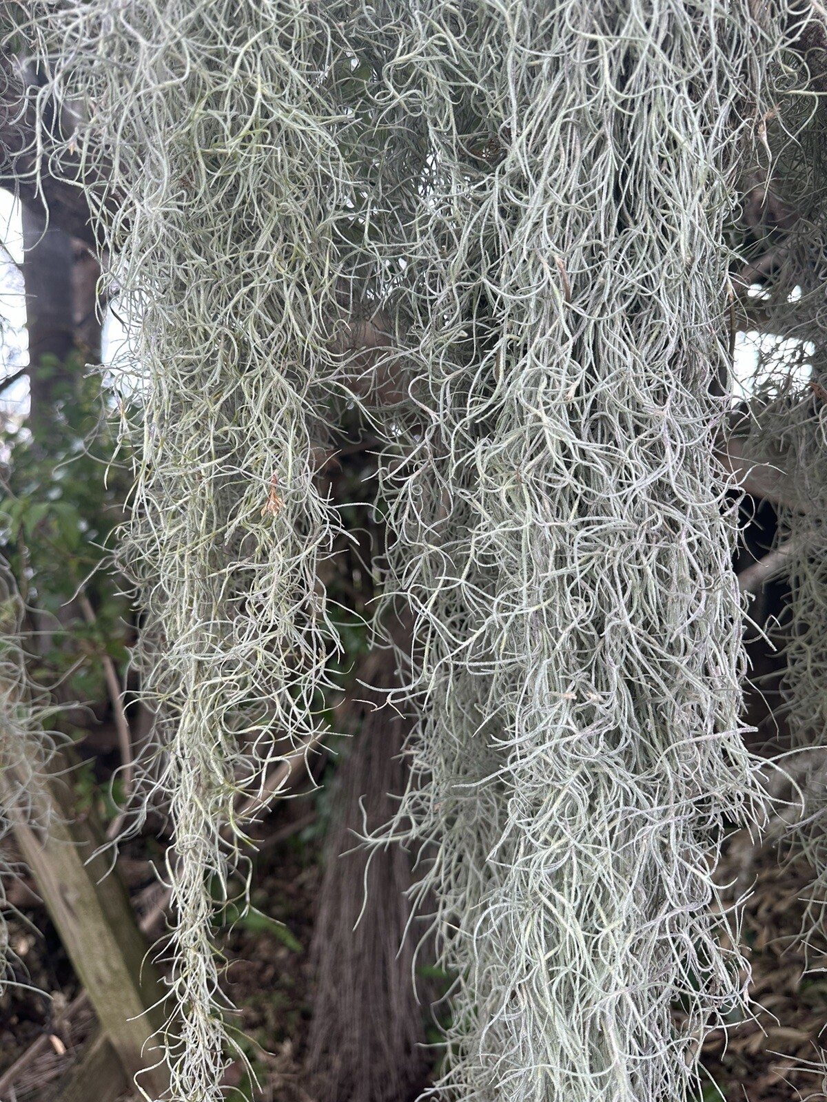 1LB/GAL Fresh Live Flowering SPANISH MOSS from Florida- Tillandsia AIR PLANT