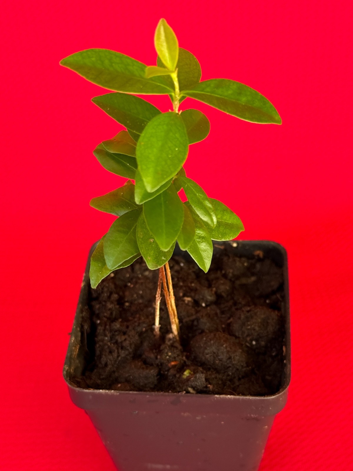Dwarf Grumichama Eugenia Itaguehiensis Cherry Tropical Fruit Tree Starter plant