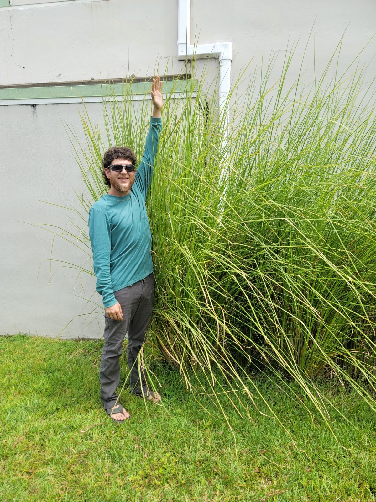 Vetiver live plant for EROSION CONTROL 25 pcs combo