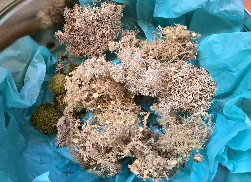 1 oz Mix Species North Carolina Wild Foraged Dried Lichen Specimen Pieces No Dye