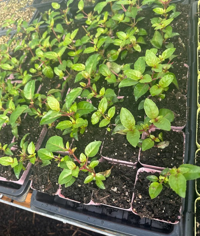 Marinka Fuchsia Starter Live Plant – 2-5″ Tall – 3″ Pot – Zones 9-11