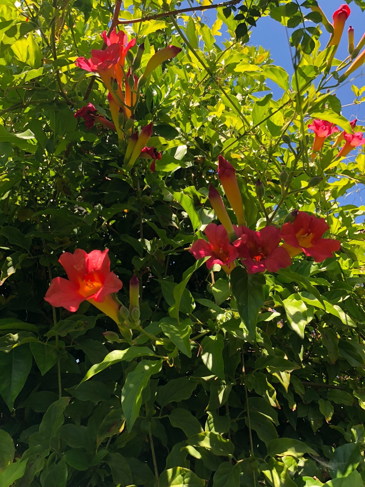 Organic Live USA Scarlet Trumpet Vine Amphilophium Buccinatorium Cuttings