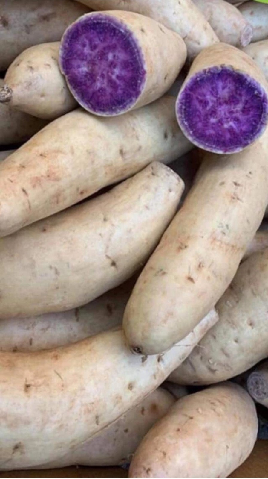 10 Special Hawaii Okinawa Purple Sweet Potato Slips -Cuttings – Have Roots-RARE