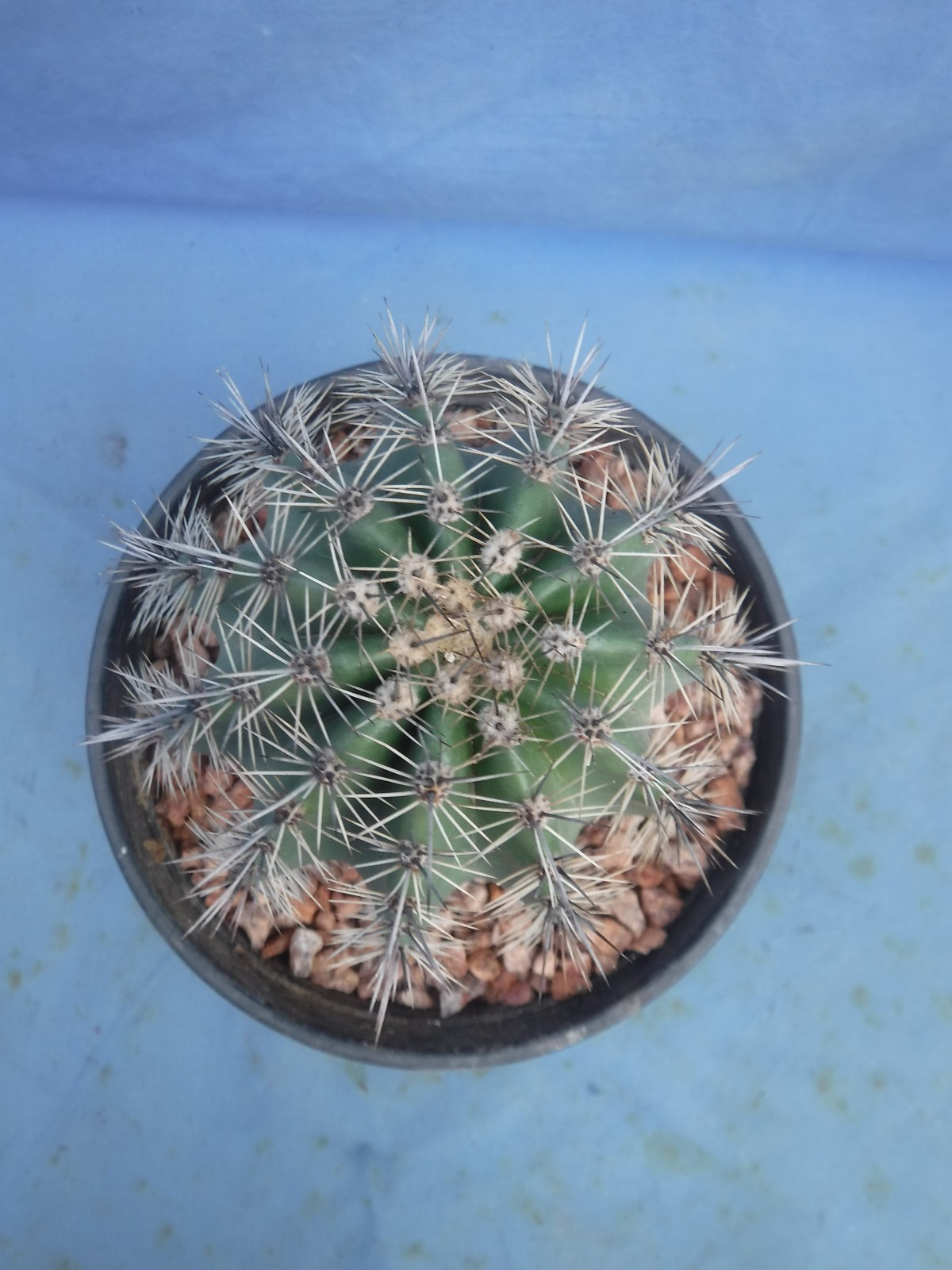 Saguaro Cactus NICE SPINES Carnegiea gigantea Succulent 5″-10″ Tall 8+ Years Old
