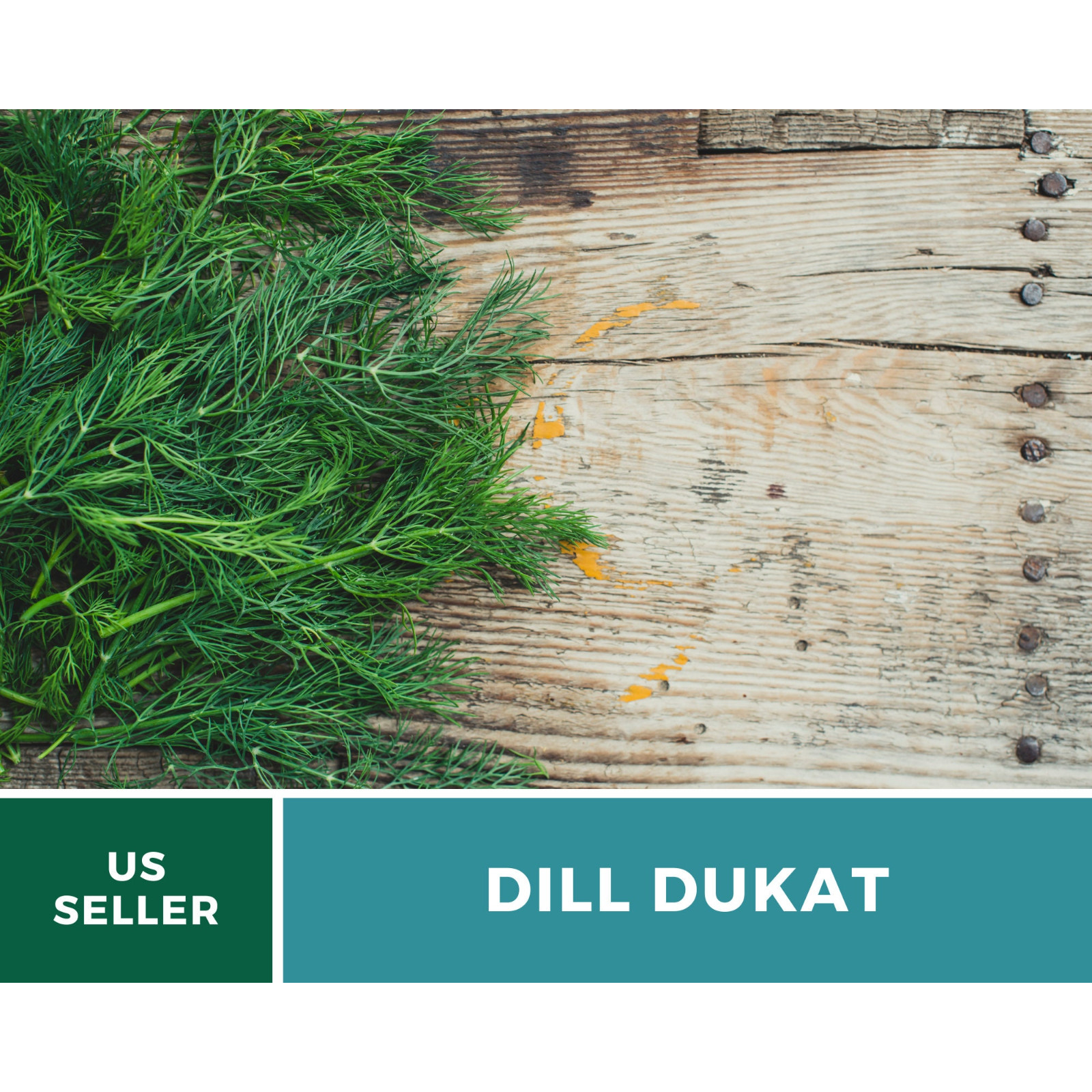 Dill, Dukat – Heirloom Seeds – Culinary Herb – NonGMO (Anethum graveolens)