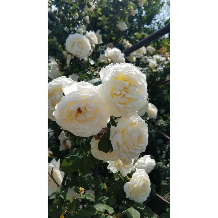6 Cuttings of Cloud 10 Climbing Rose Live Flower Plant Scented+++ Everblooming!!