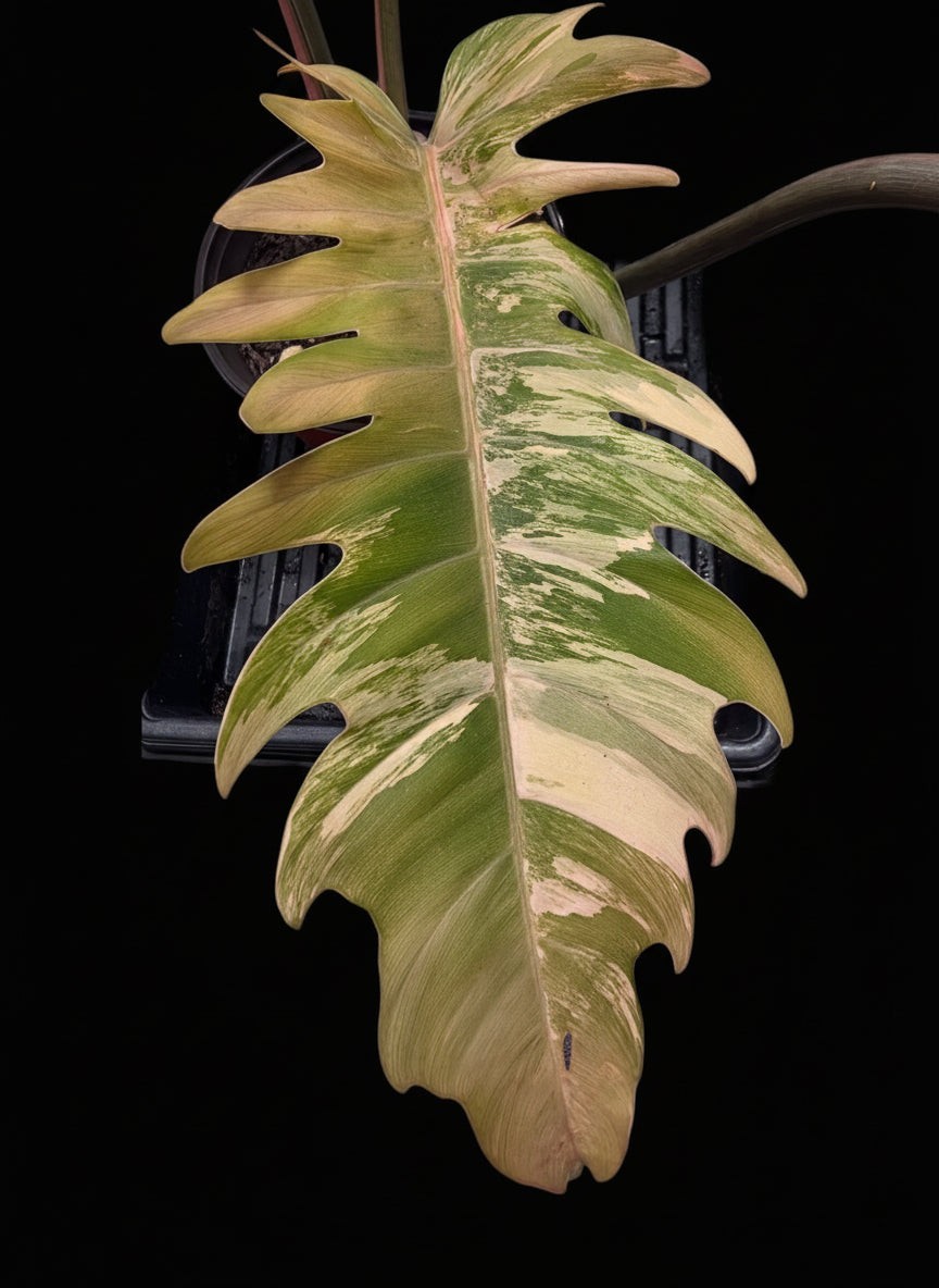 Variegated Philodendron Caramel Marble. 6inch pot. US Seller.