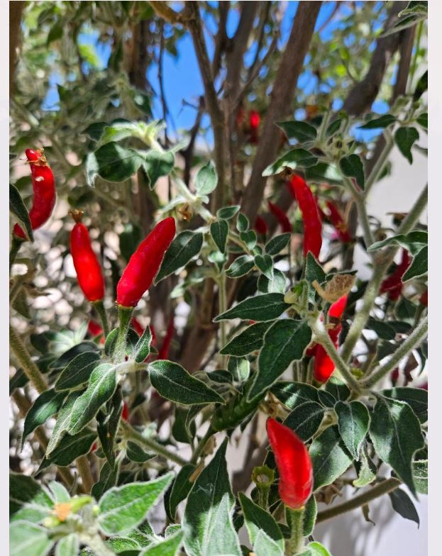 BLACK COBRA CHILI PEPPER PREMIUM SEED- HIGH YIELD – HOT RARE