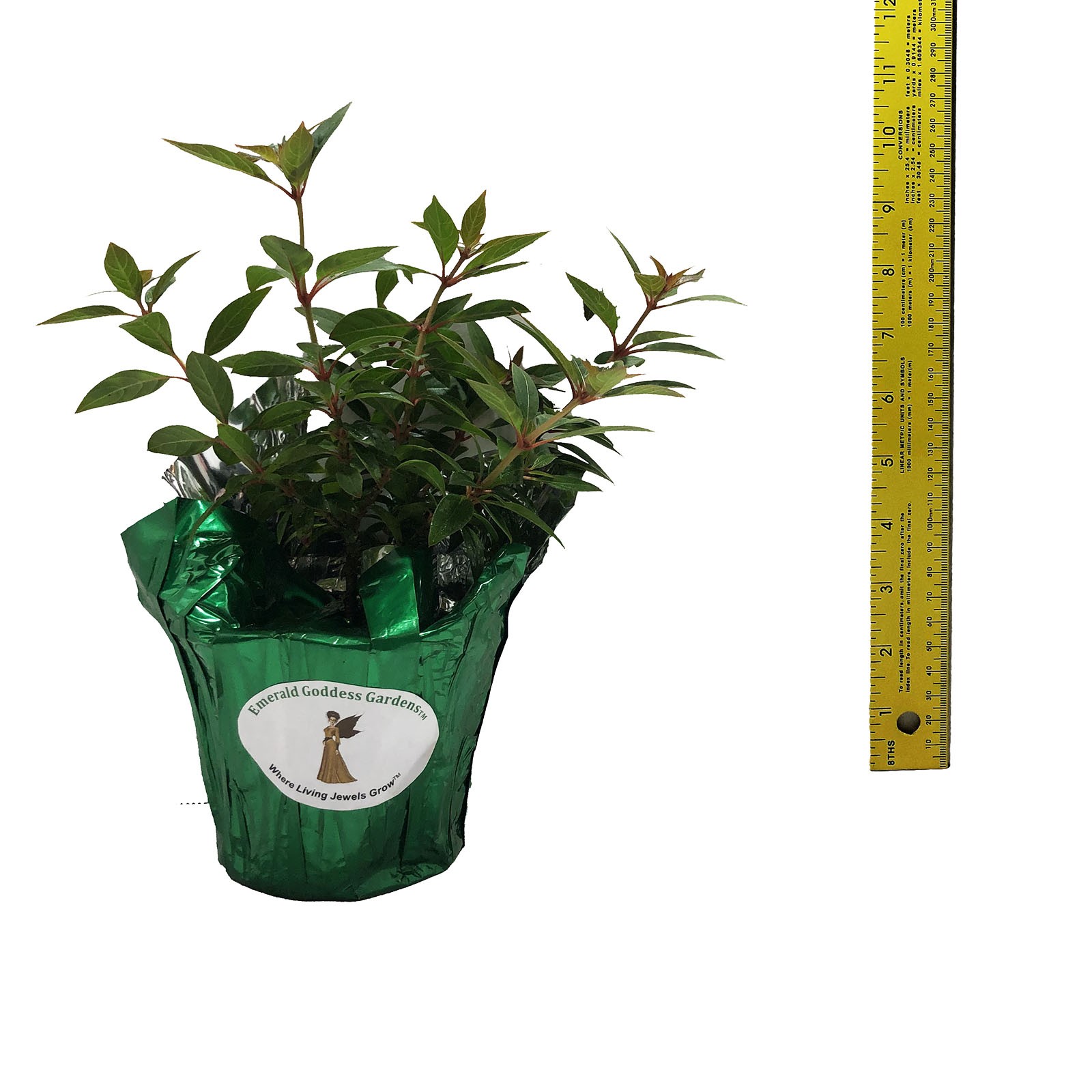 Firefly Dwarf Red Firebush Live Plant Orange Yellow Flower Butterfly Garden
