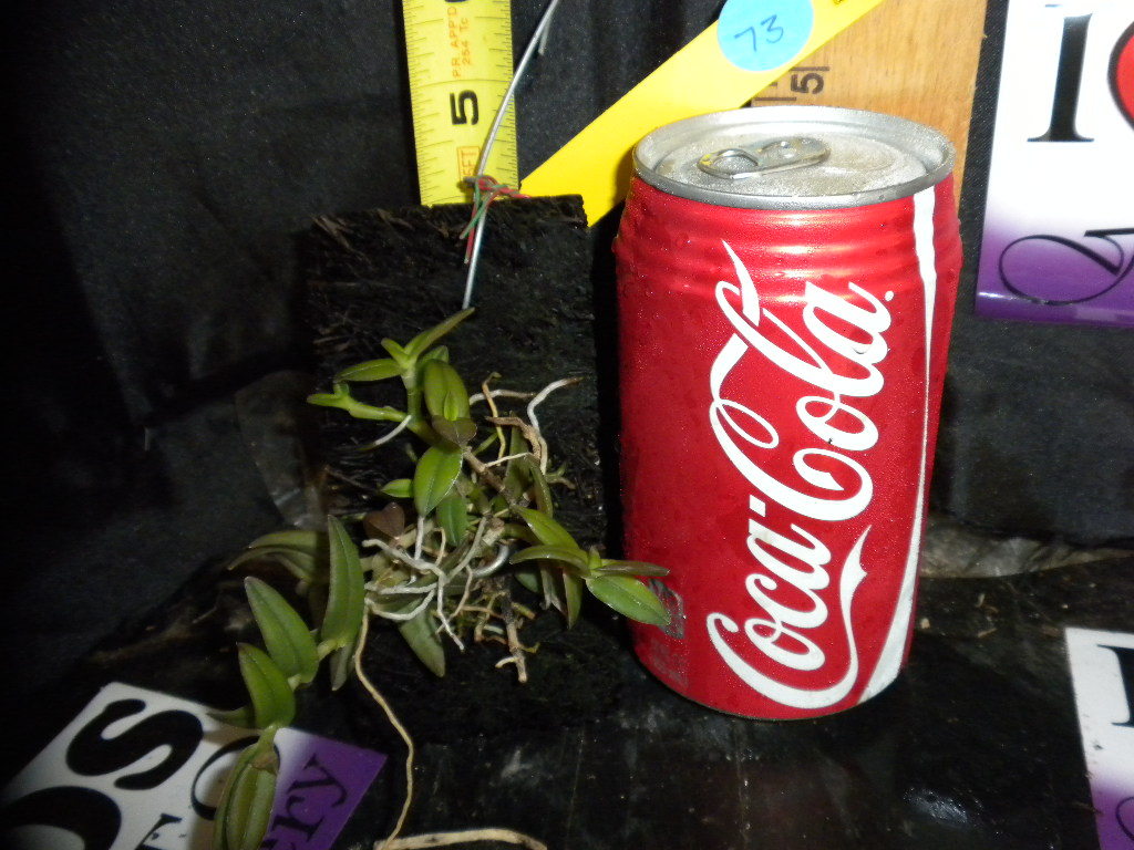 BIN- Epidendrum porpax- Collector’s tem! – Must SEE! Very easy to grow! Unique!